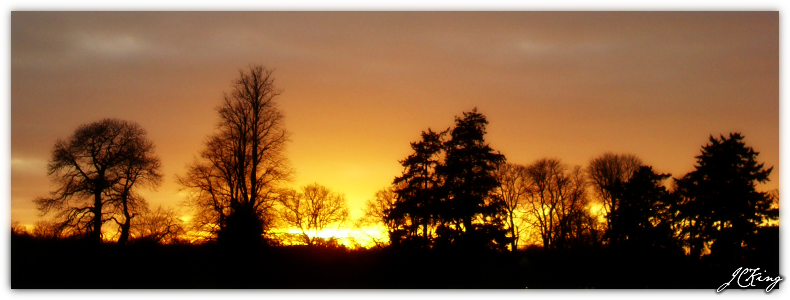 A Westonbirt Sunset Orig.