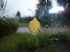 Birch Leaf on the Window