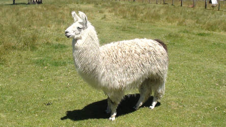 LLama again