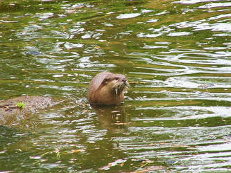 Swim time.....