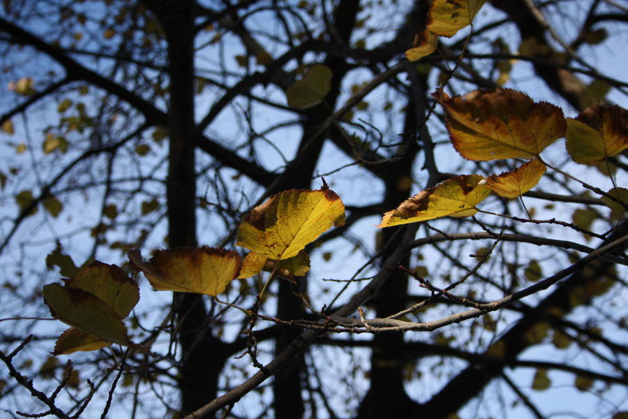 Autumn Light