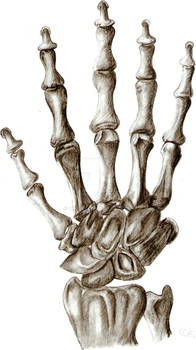 Skeleton Hand