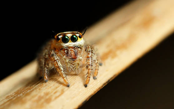 Heavy Jumping Spider