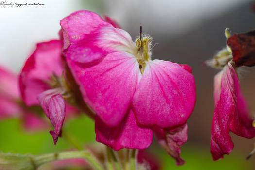 Sparkling Flower