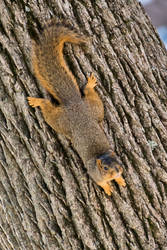 Squirrel 