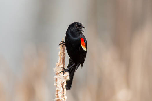 Red-winged Blackbird 3