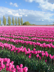 Pink Tulips 2