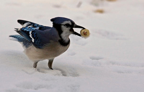 Just a Nutty Jay