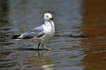 Seagull Strut by ericthom57