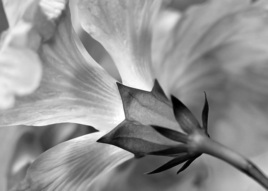 Hibiscus in B/W