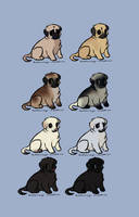 8 Pugs