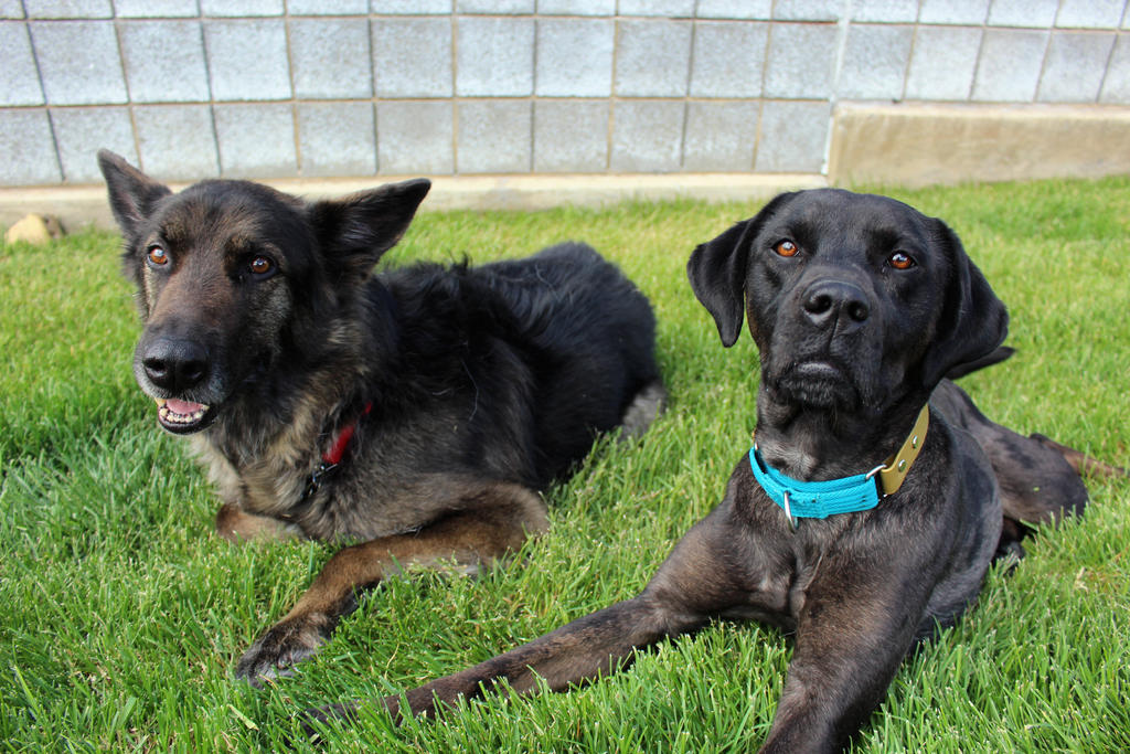 Two Mutts Two mutts in the grass by katasu1 on DeviantArt