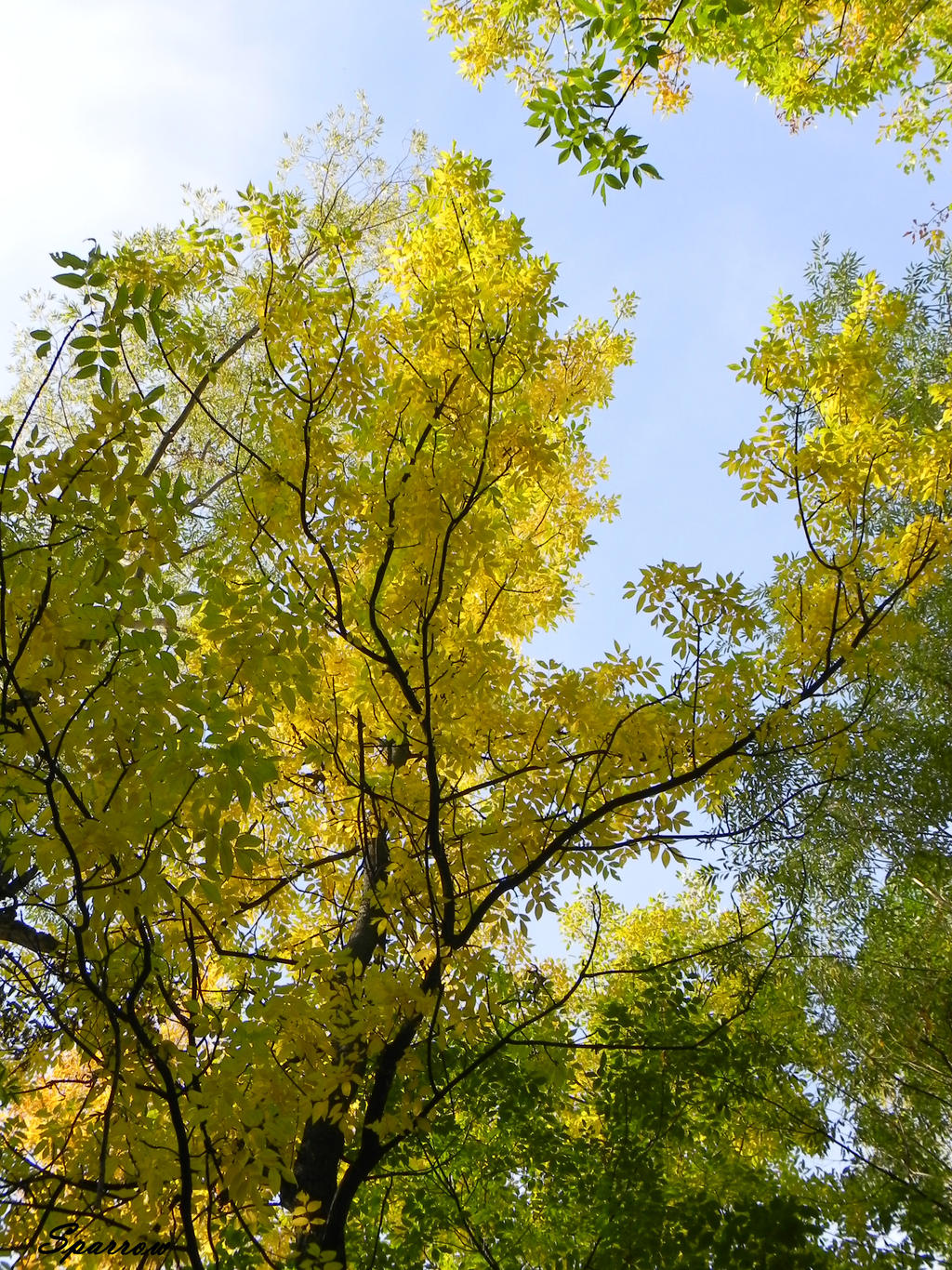 Autumn tree