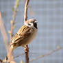 Male sparrow