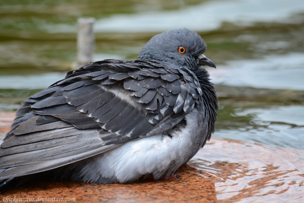 Pigeon