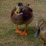 Ducks of Wilderness I