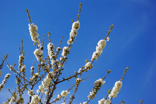 Blue sky, white flowers