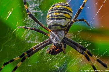 Argiope bruennichi