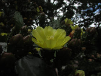 Cactus flower