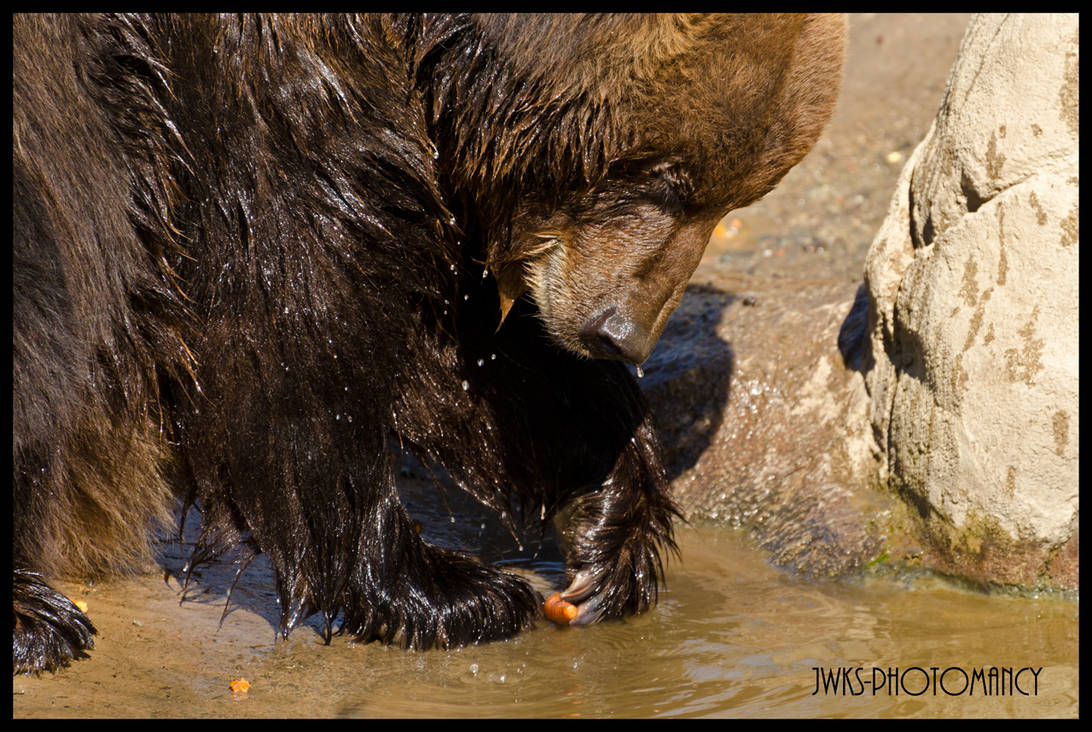 Vicious predator by JWKS-photomancy on DeviantArt