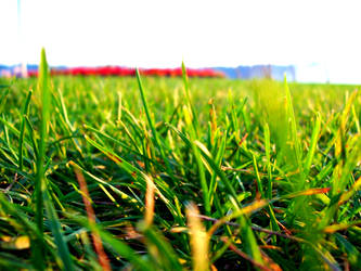 Grassss 2