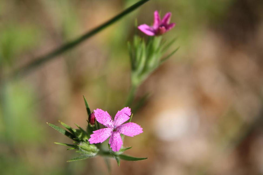 MACRO PINK