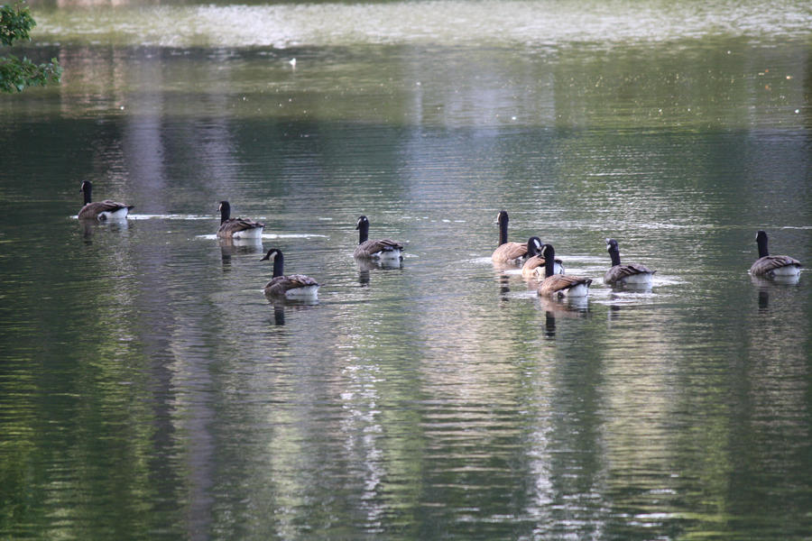 GEESE ONA POND