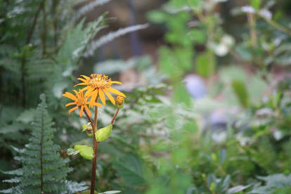 LIGULARIA DENTATA 'OTHELLO' I