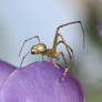 GOLDEN SPIDER II - DETAIL