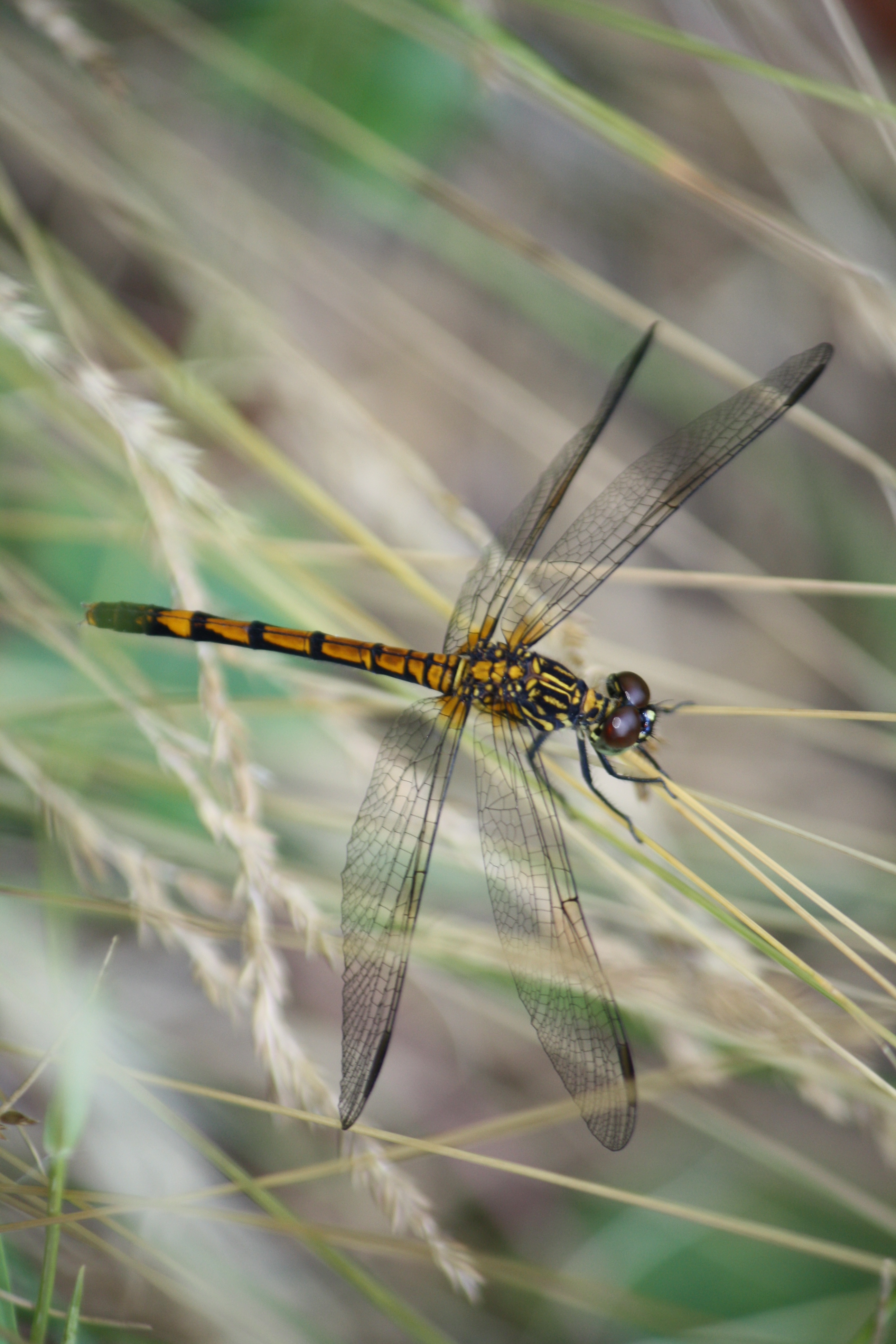 GOLDEN DRAGONFLY