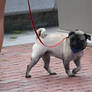 2013 MSPCA DOG WALK 8
