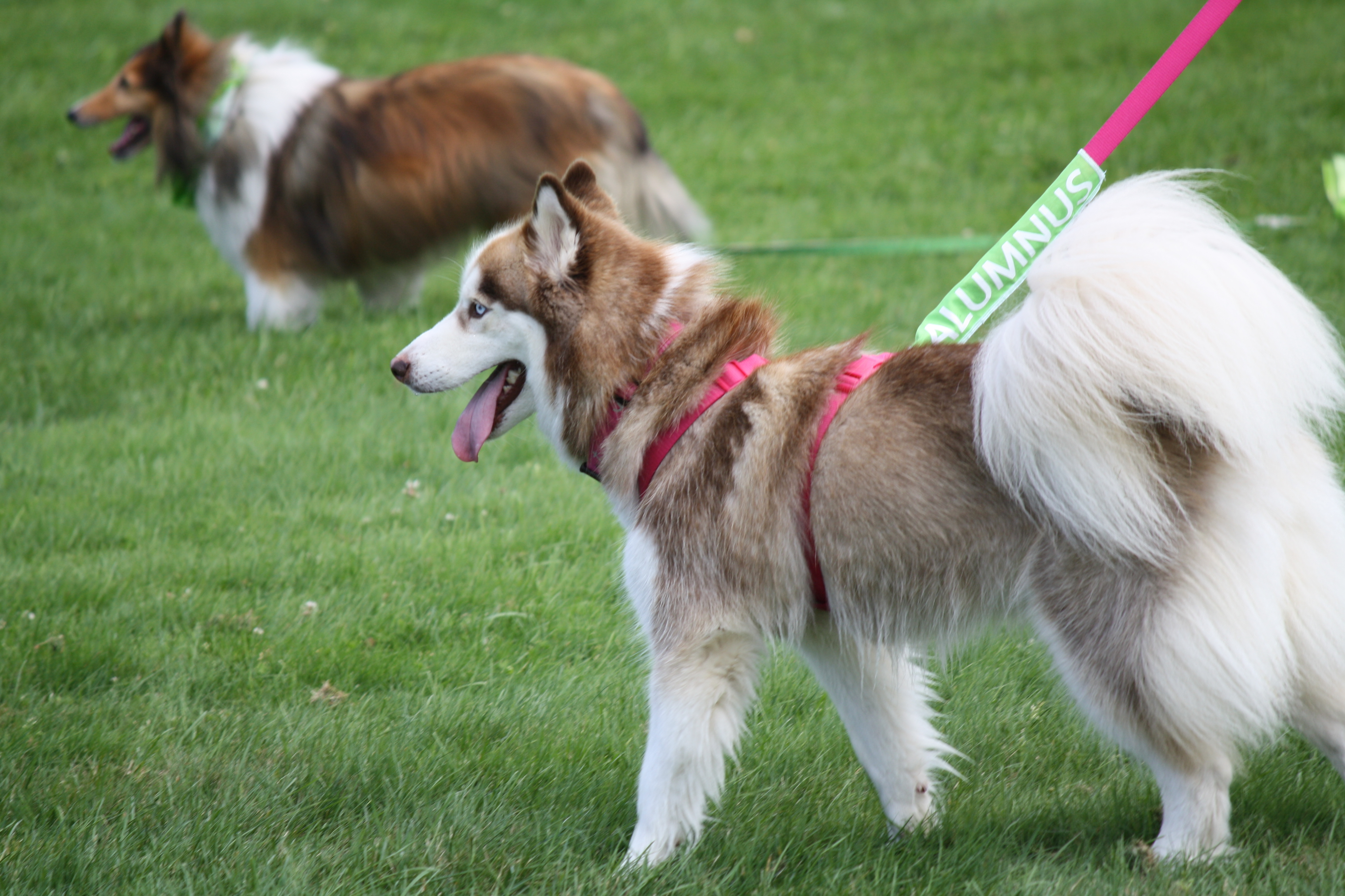 2013 MSPCA DOG WALK 10