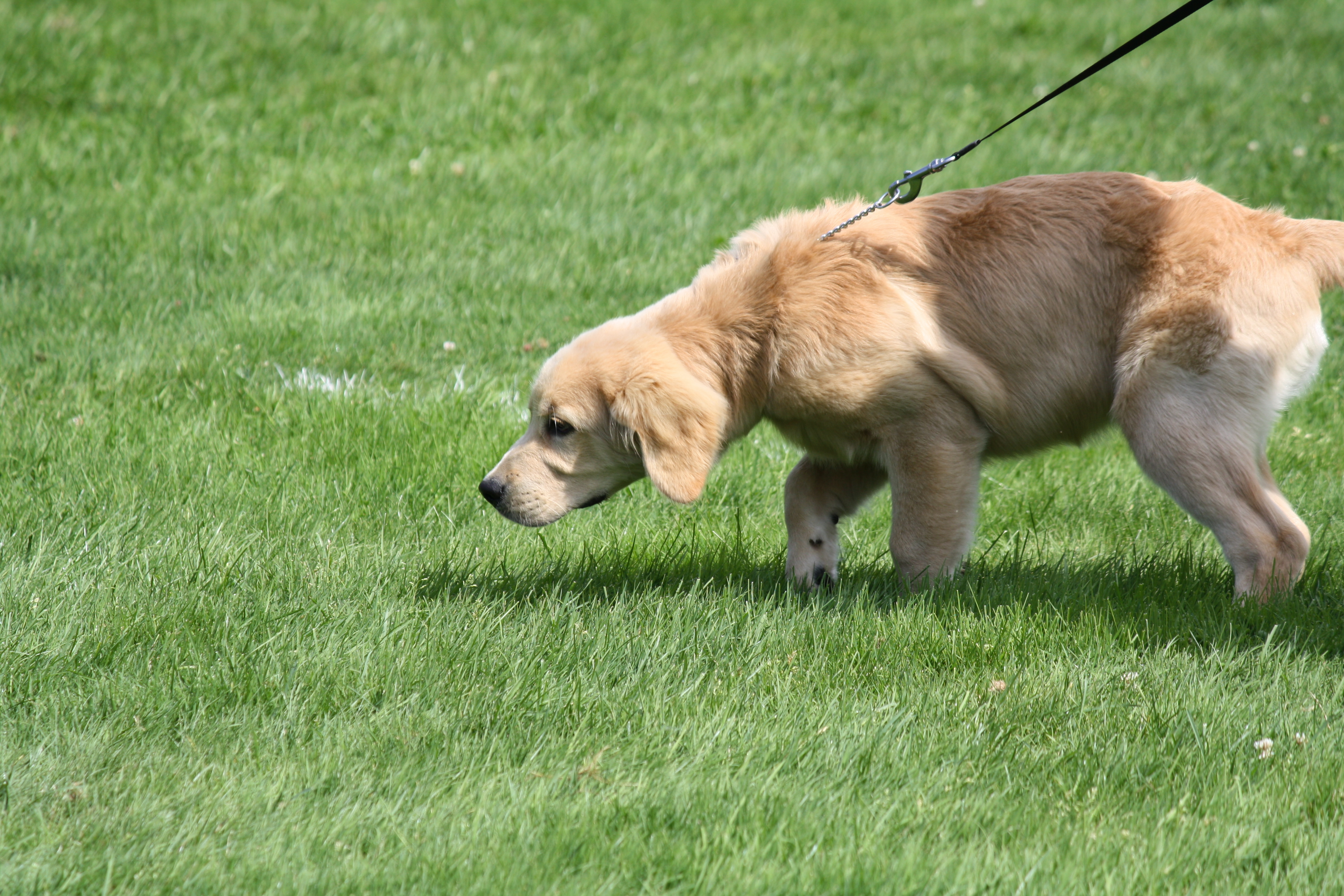 2013 MSPCA DOG WALK 11