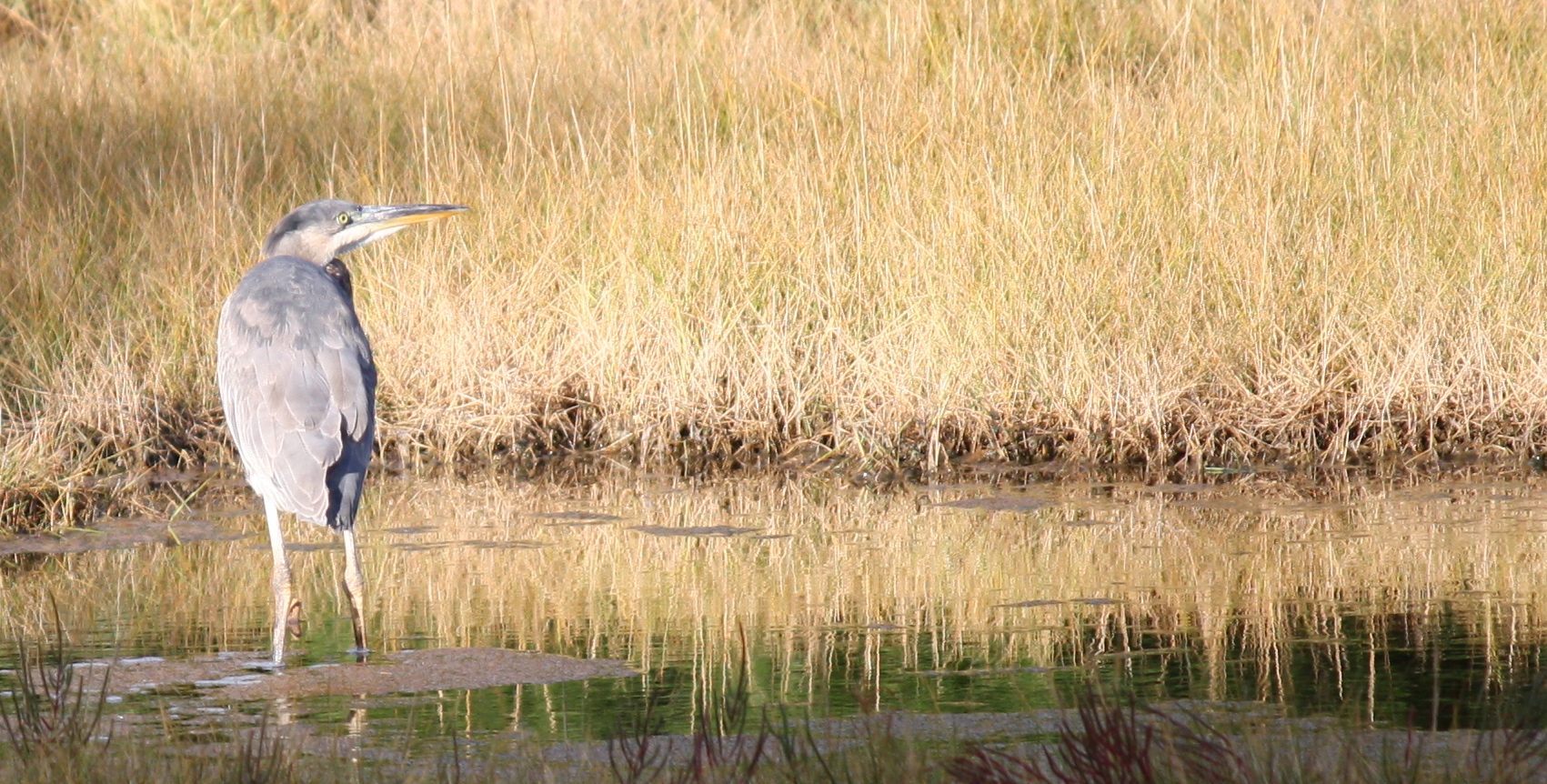 GREAT BLUE HERON 092113