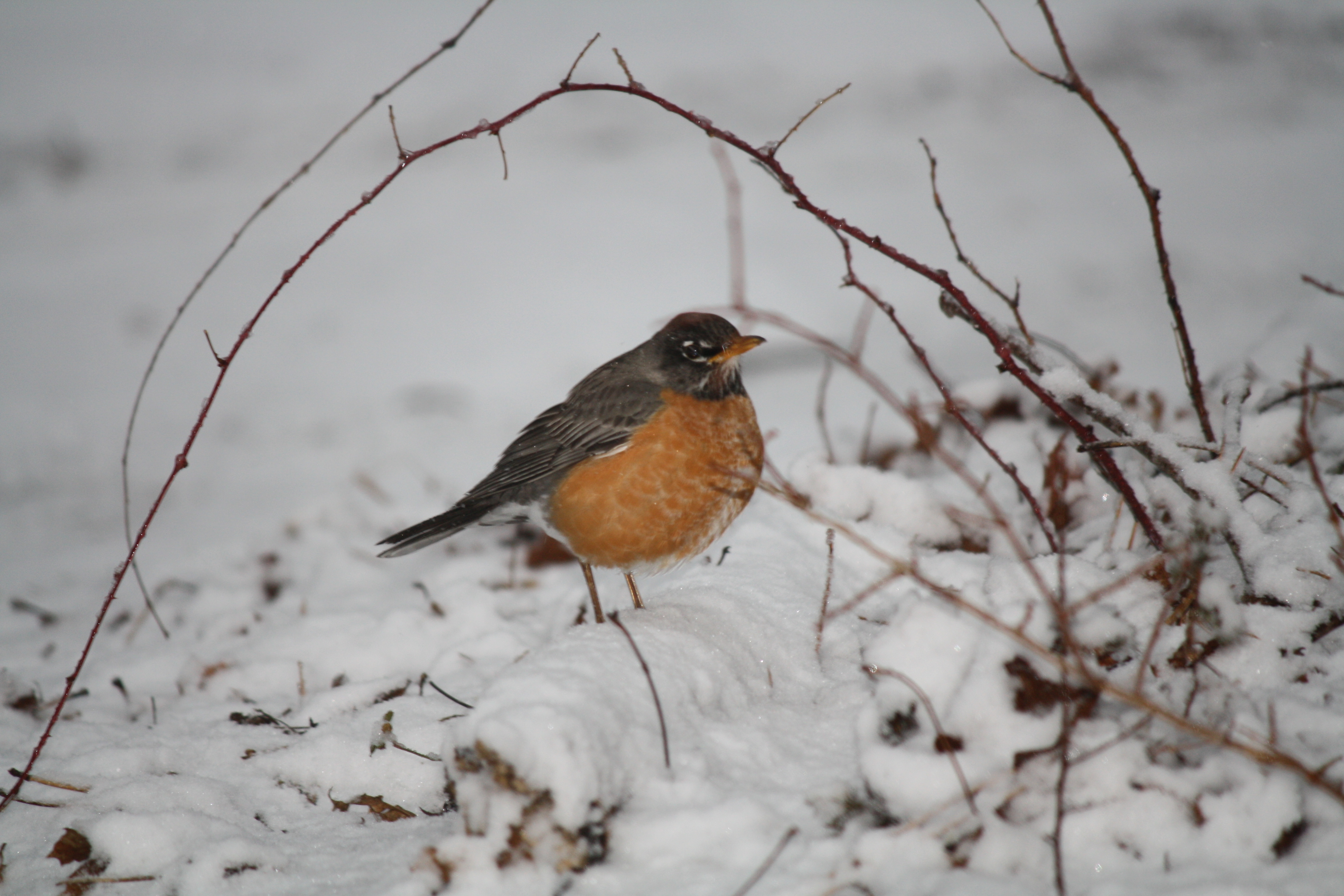 FIRST SIGN OF SPRING?