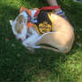 2014 MSPCA DOG WALK 1
