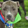 2015 MSPCA DOG WALK 1