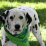2015 MSPCA DOG WALK 5