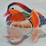 Mandarin Duck