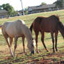 Yearling Stock