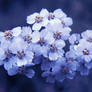 Pretty Flowers