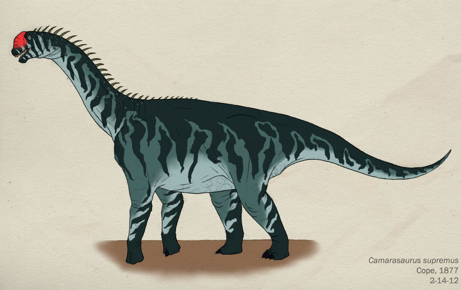 014--CAMARASAURUS SUPREMUS