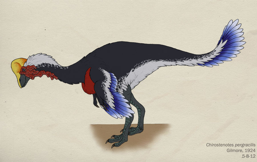 037--CHIROSTENOTES PERGRACILIS by Green-Mamba