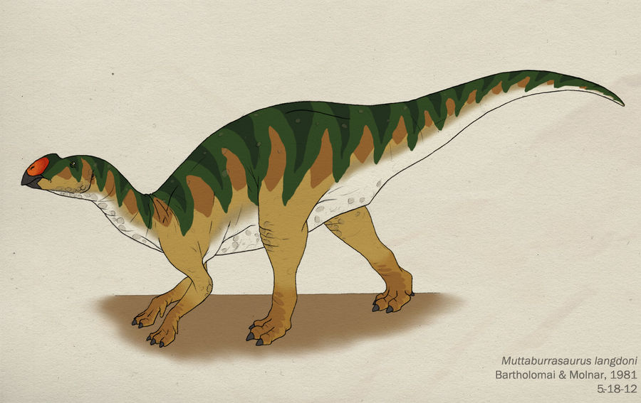 040--MUTTABURRASAURUS LANGDONI by Green-Mamba
