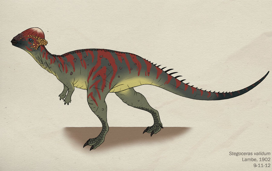 070--STEGOCERAS VALIDUM by Green-Mamba