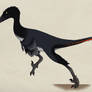 080--TROODON FORMOSUS