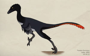 080--TROODON FORMOSUS