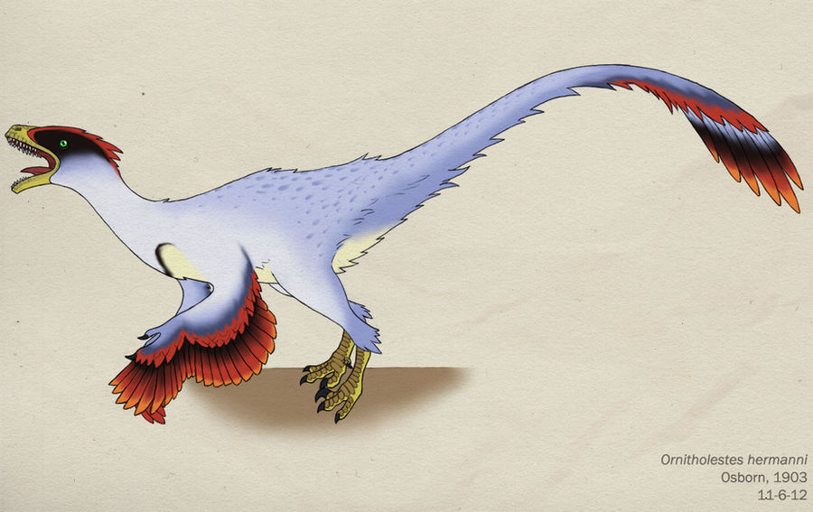 086--ORNITHOLESTES HERMANNI by Green-Mamba