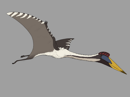 SMM01--Quetzalcoatlus sp