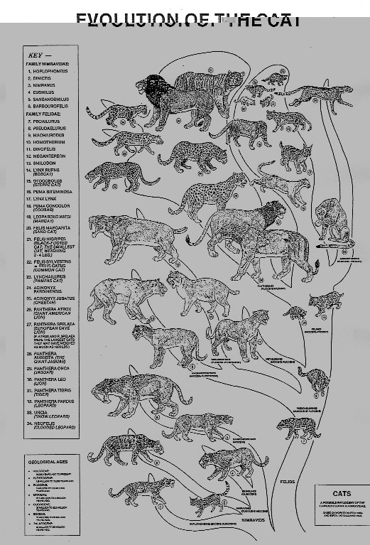 Wheel Cat Evolution Evolution of modern cats by DarkCatTheKhajjit on DeviantArt
